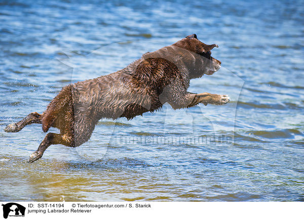 jumping Labrador Retriever / SST-14194