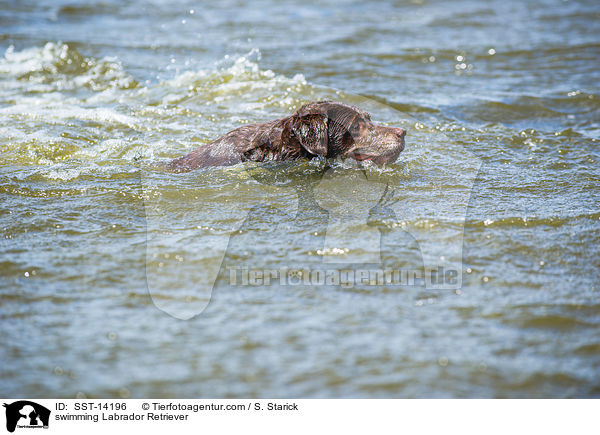 swimming Labrador Retriever / SST-14196