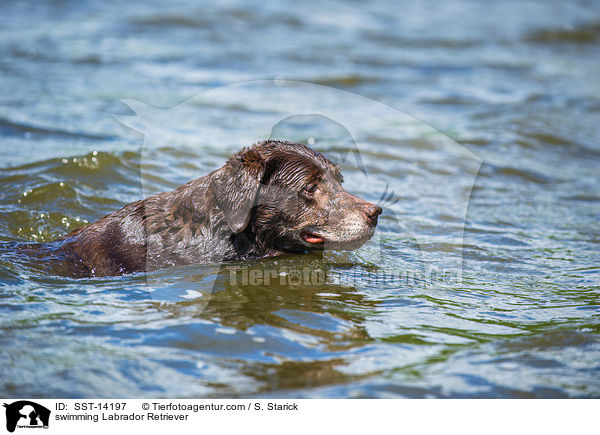swimming Labrador Retriever / SST-14197