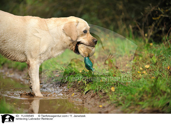 retrieving Labrador Retriever / YJ-09585
