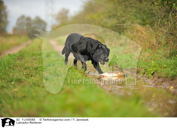 Labrador Retriever / YJ-09588