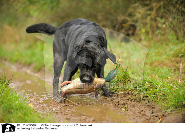 retrieving Labrador Retriever / YJ-09589