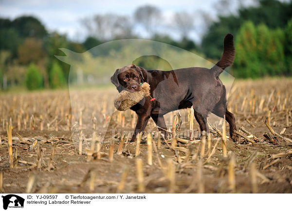 retrieving Labrador Retriever / YJ-09597
