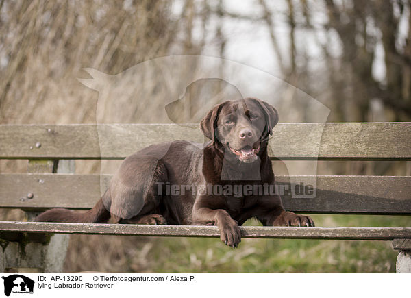 lying Labrador Retriever / AP-13290