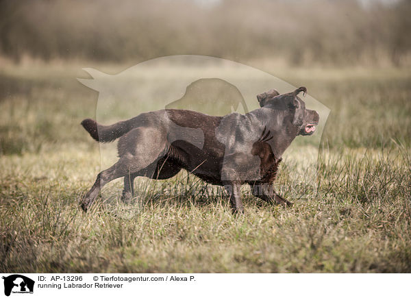 running Labrador Retriever / AP-13296