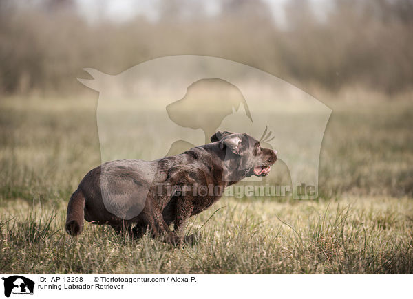 running Labrador Retriever / AP-13298