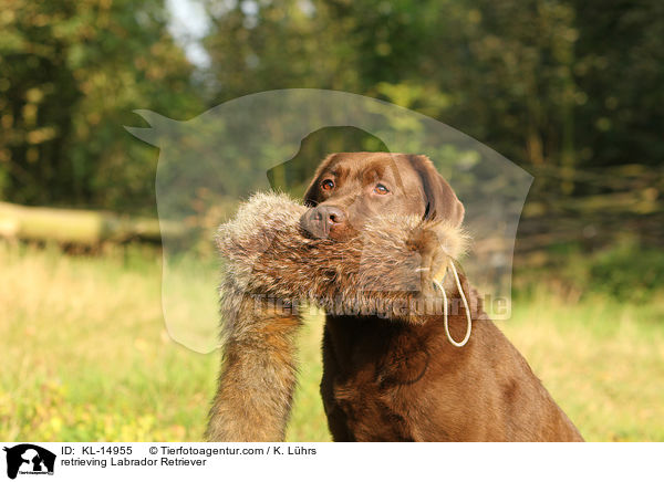 retrieving Labrador Retriever / KL-14955