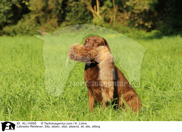 Labrador Retriever, Sitz, sitzen, sitzt, sitzend, sit, sits, sitting / KL-14956
