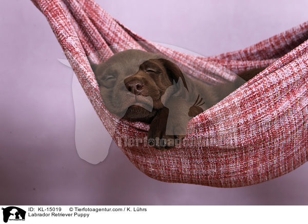 Labrador Retriever Welpe / Labrador Retriever Puppy / KL-15019