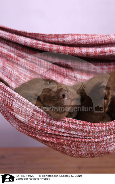 Labrador Retriever Welpe / Labrador Retriever Puppy / KL-15020