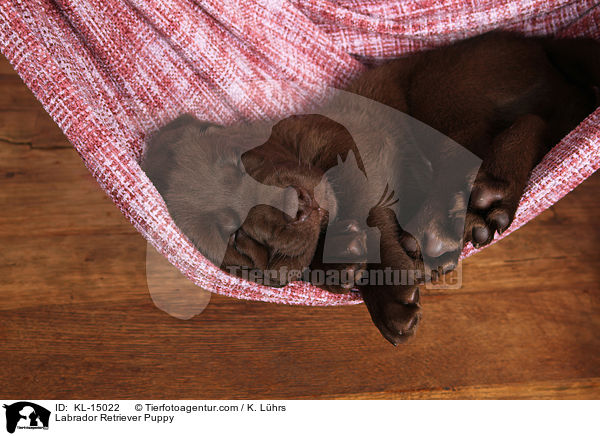 Labrador Retriever Welpe / Labrador Retriever Puppy / KL-15022