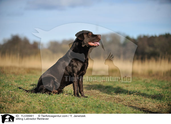 sitting Labrador Retriever / YJ-09981
