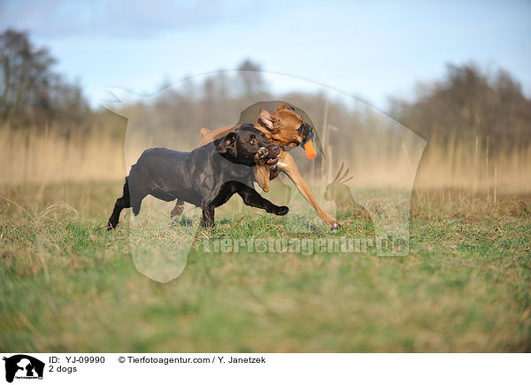 2 dogs / YJ-09990