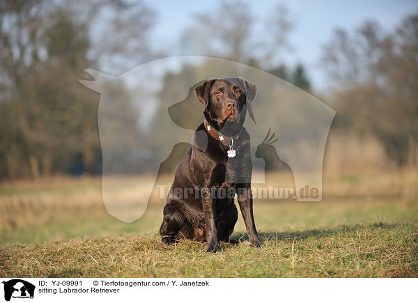sitting Labrador Retriever / YJ-09991