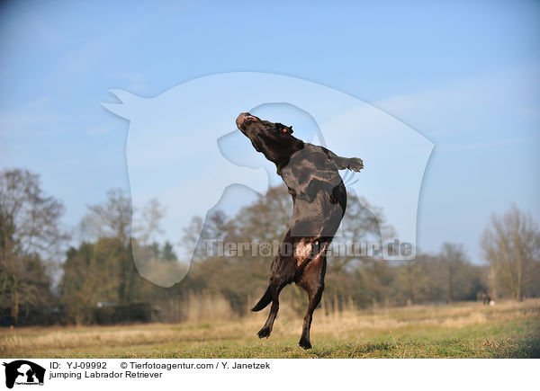 jumping Labrador Retriever / YJ-09992