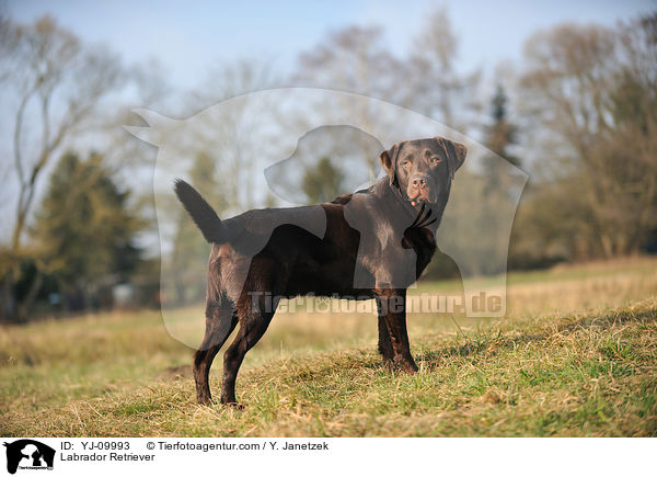 Labrador Retriever / YJ-09993