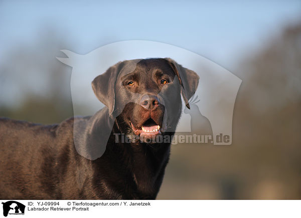 Labrador Retriever Portrait / YJ-09994