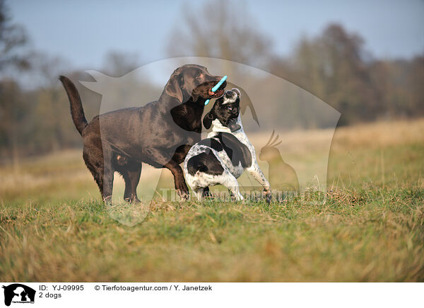 2 dogs / YJ-09995