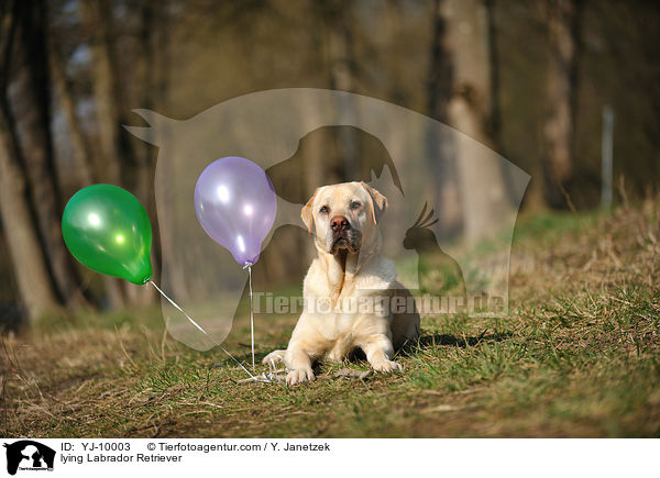 liegender Labrador Retriever / lying Labrador Retriever / YJ-10003