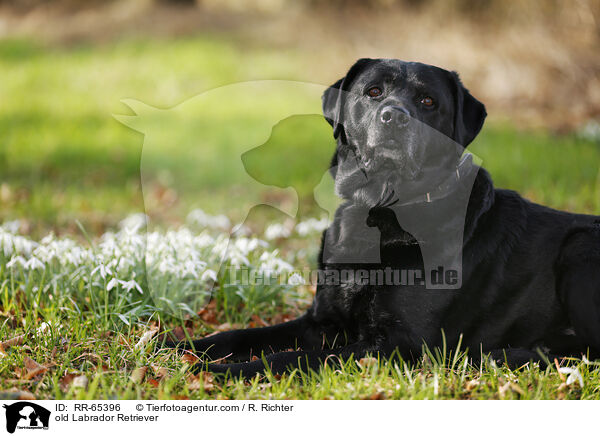 alter Labrador Retriever / old Labrador Retriever / RR-65396