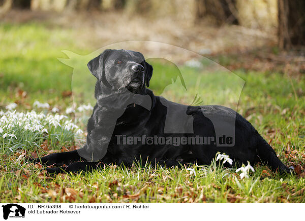 alter Labrador Retriever / old Labrador Retriever / RR-65398