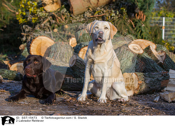 2 Labrador Retriever / SST-15473