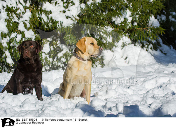 2 Labrador Retriever / SST-15504