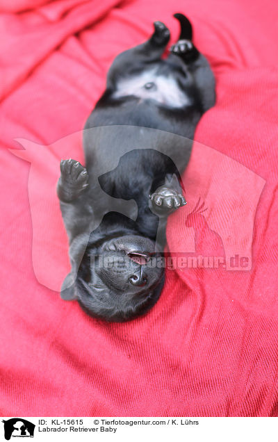 Labrador Retriever Baby / Labrador Retriever Baby / KL-15615