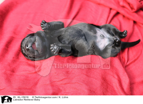 Labrador Retriever Baby / Labrador Retriever Baby / KL-15616
