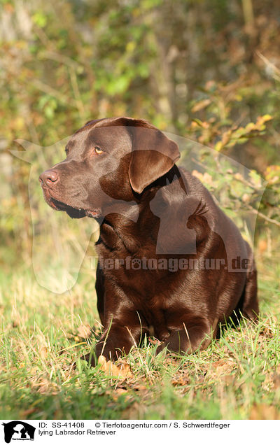 lying Labrador Retriever / SS-41408