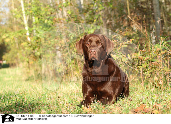 lying Labrador Retriever / SS-41409