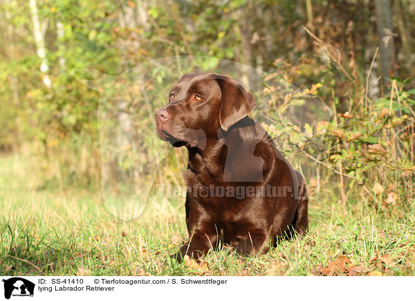 lying Labrador Retriever / SS-41410