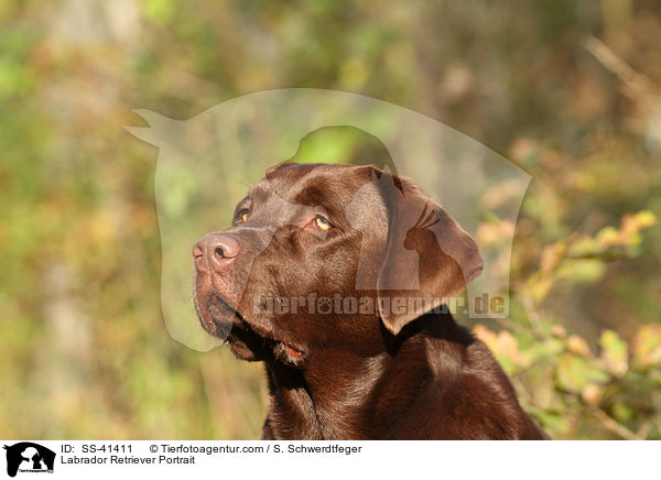 Labrador Retriever Portrait / SS-41411