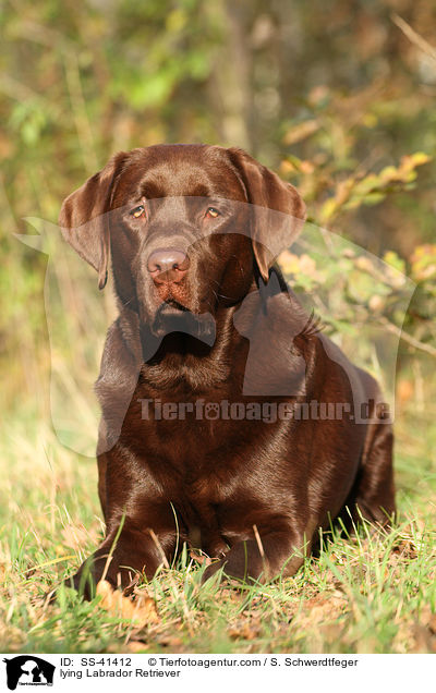 lying Labrador Retriever / SS-41412