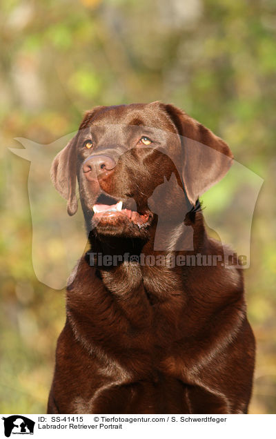 Labrador Retriever Portrait / SS-41415
