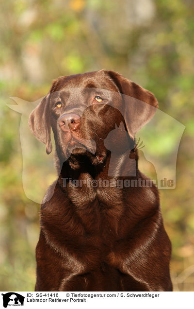Labrador Retriever Portrait / SS-41416
