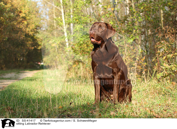 sitting Labrador Retriever / SS-41417