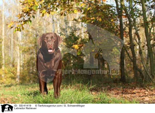 Labrador Retriever / SS-41419