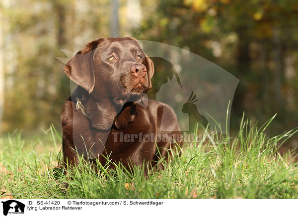 lying Labrador Retriever / SS-41420