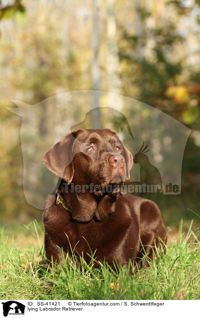 lying Labrador Retriever / SS-41421