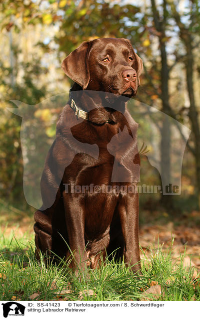 sitting Labrador Retriever / SS-41423