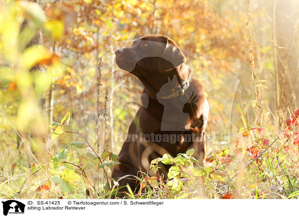 sitting Labrador Retriever / SS-41425