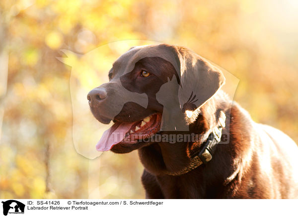 Labrador Retriever Portrait / SS-41426
