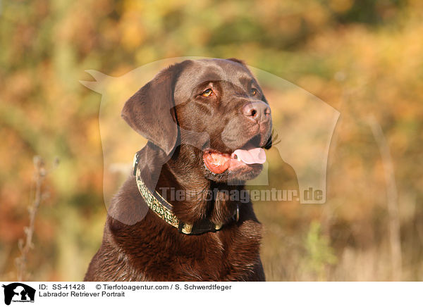 Labrador Retriever Portrait / SS-41428