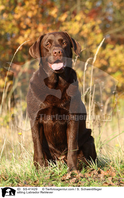 sitting Labrador Retriever / SS-41429