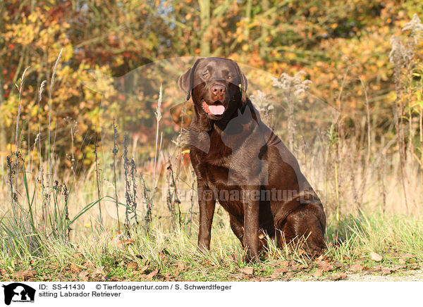 sitting Labrador Retriever / SS-41430