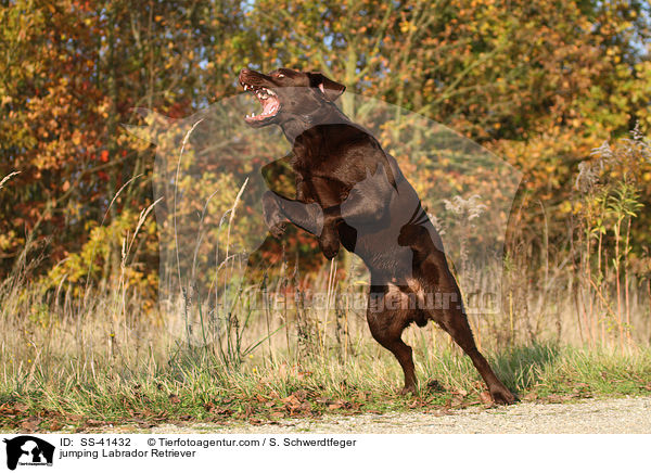 jumping Labrador Retriever / SS-41432