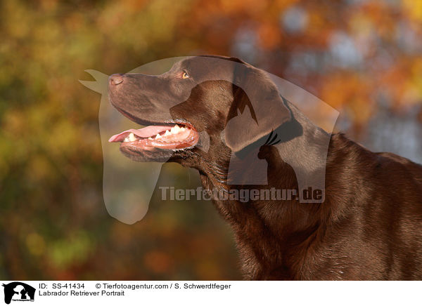 Labrador Retriever Portrait / SS-41434