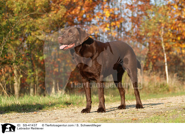 Labrador Retriever / SS-41437