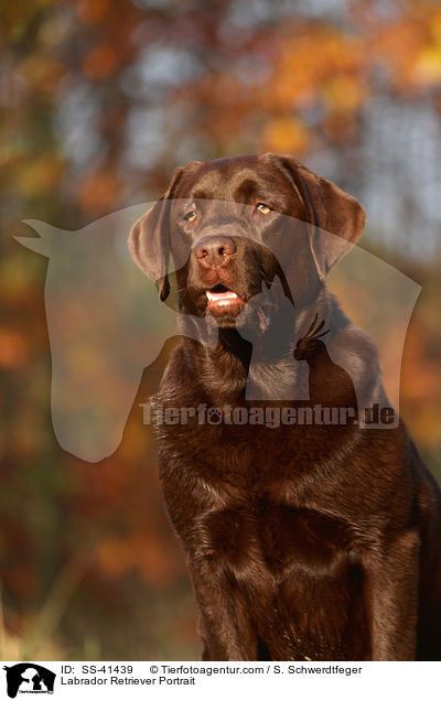 Labrador Retriever Portrait / SS-41439